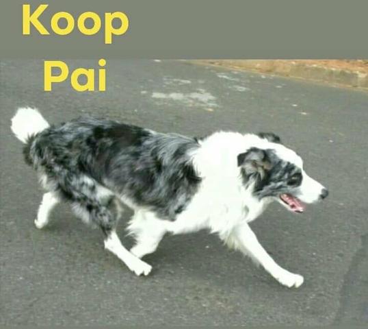 Boder collie com 30 dias de nacido - Foto 3