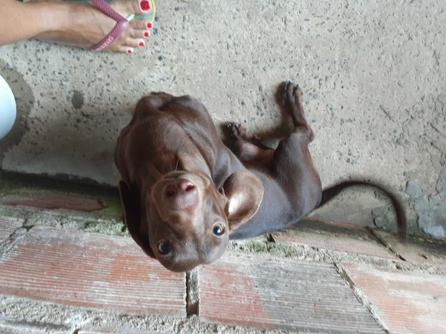 Troco salsicha por pisher