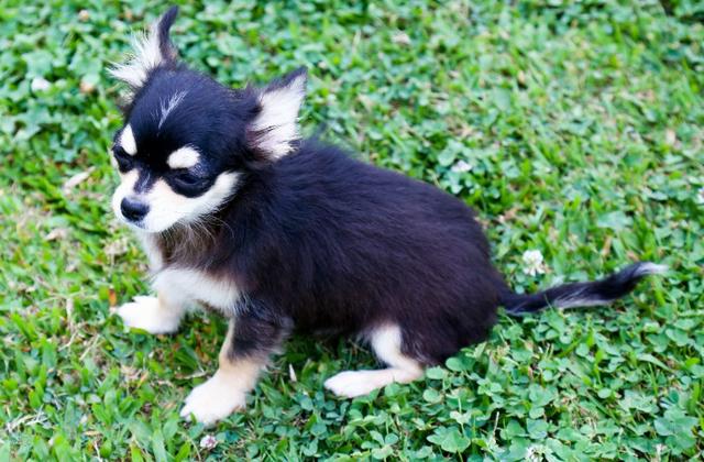 Chihuahua - Macho