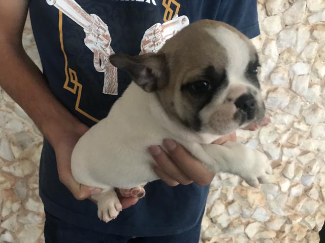 Bulldog Frances com pedigree e microchip - Foto 4