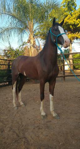 Cavalo Mangalarga Paulista