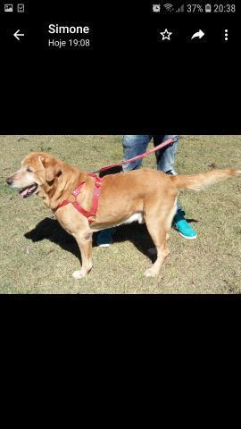 Filhotes de labrador
