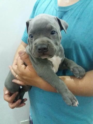 Filhotes de American Staffordshire Terrier - PRONTA ENTREGA - Foto 3