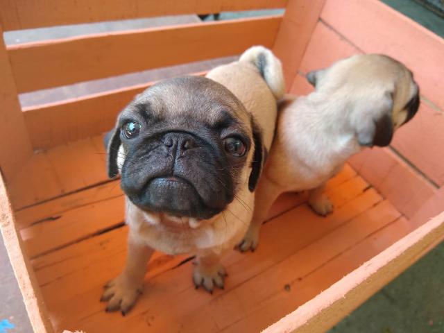Filhotes de Pug - Foto 4