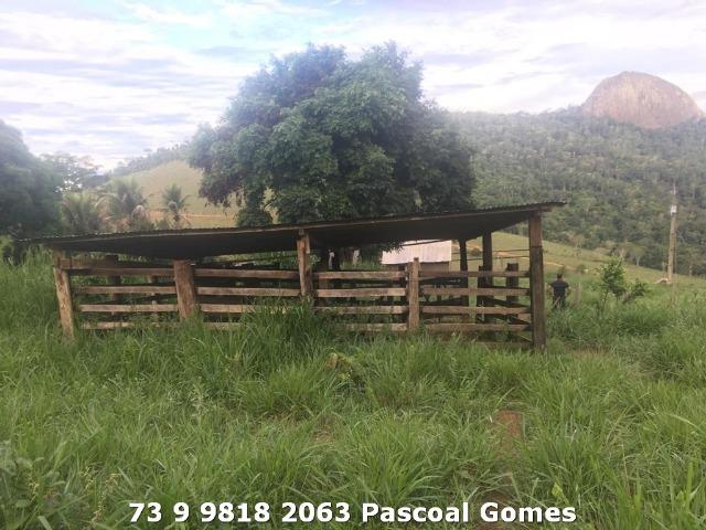 Fazenda a venda Bahia 30 hectares - Foto 8