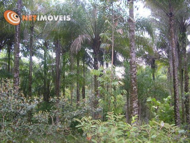 Fazenda com 52,5 Hectares com Fábrica de Azeite de Dendê à Venda na Ilha de Boipeba 402074 - Foto 12
