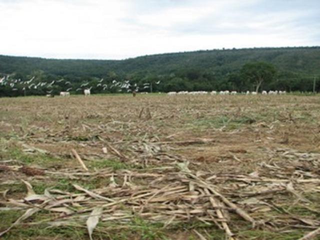 Oportunidade* Fazenda para gado no norte de Minas Gerais - Foto 8