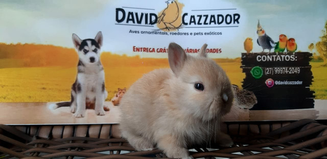 Mini Coelho anao netherlands. Instagram @davidcazzador - Foto 4
