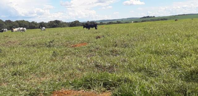 Vendo Chácara com 4 alqueires em Piracanjuba aceito proposta avista - Foto 13