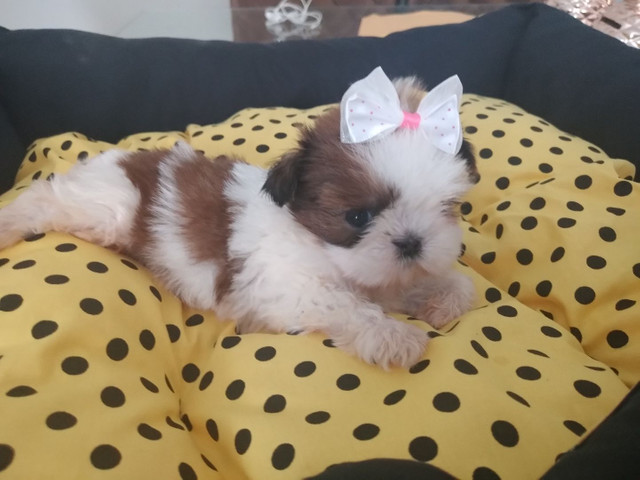 SHIH TZU