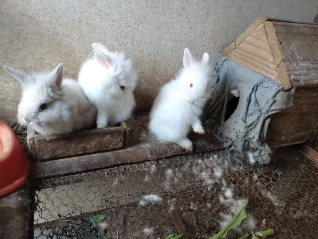 Mini coelhos lion de olhos vermelhos - Foto 3