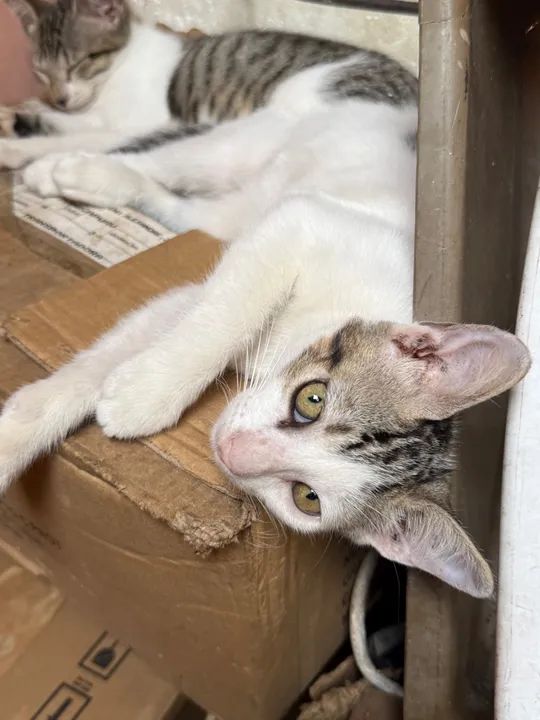 Doação Responsável 