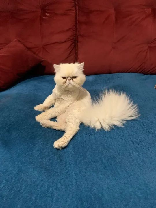 GATO PERSA PARA CRUZAR - Foto 3