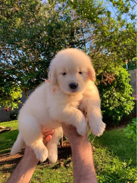 Filhote Golden Retriever - Fêmea - Foto 4