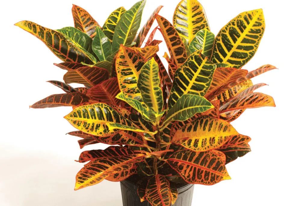Muda de Croton