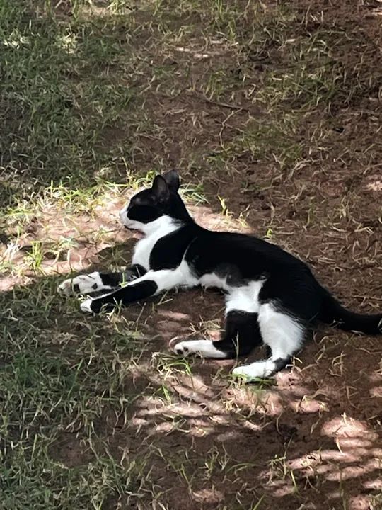 Gatinha filhote disponível para adoção  - Foto 3