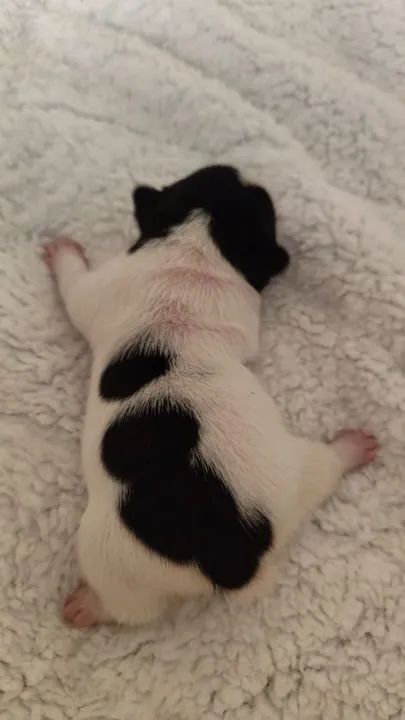 Bulldog Francês filhote puro - Foto 5