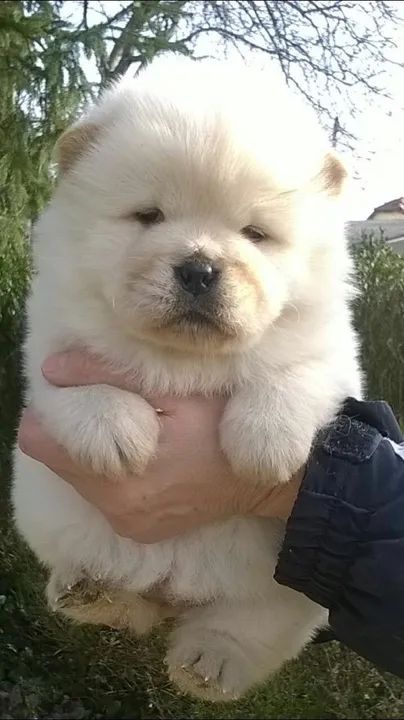 Chow Chow majestoso e carinhoso 