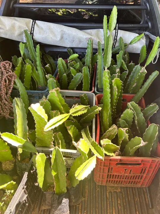 Mudas de pitaya - Foto 4