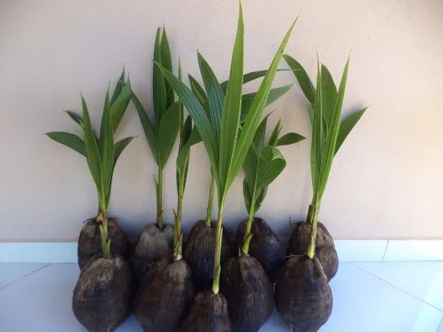 Mudas de coqueiros anão64292884529922120