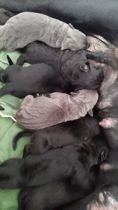 Filhote de Cane Corso - Foto 2