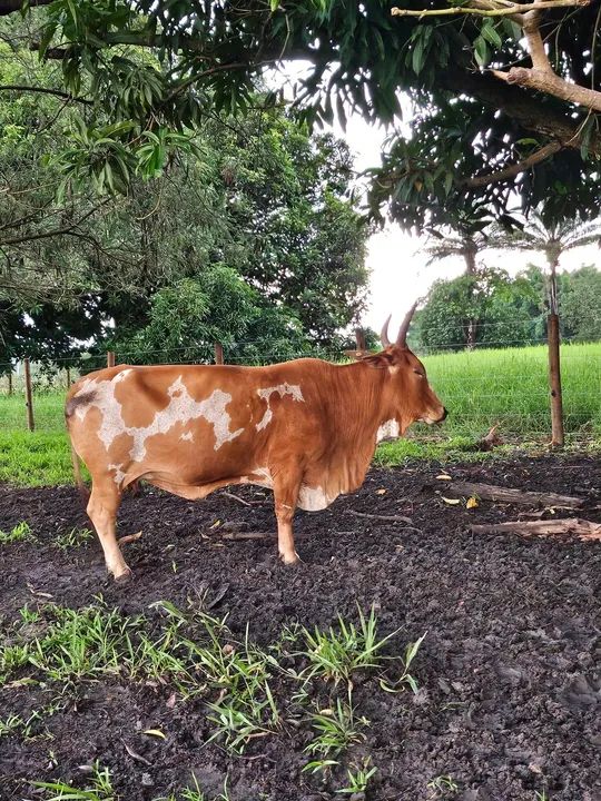 Mini Vaca Pintada exótica 