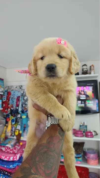 Os mais belos goldem