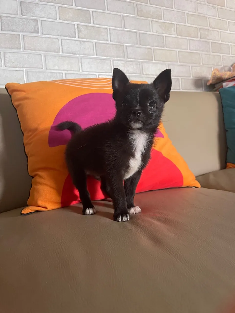 Filhote Mestiço Spitz Alemão com Chihuahua