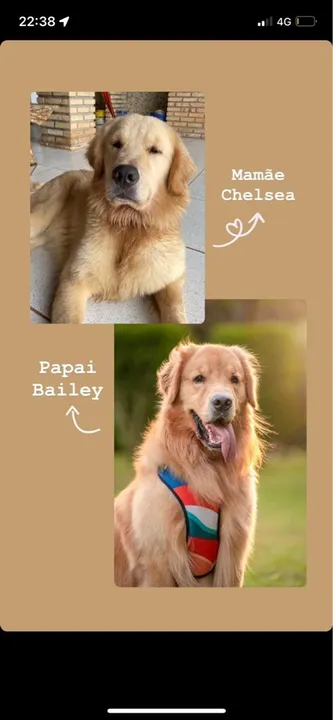 Filhotes de golden retrivier um