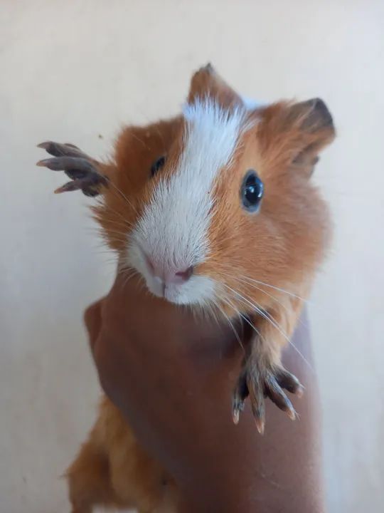 Porquinha da Índia  - Foto 4