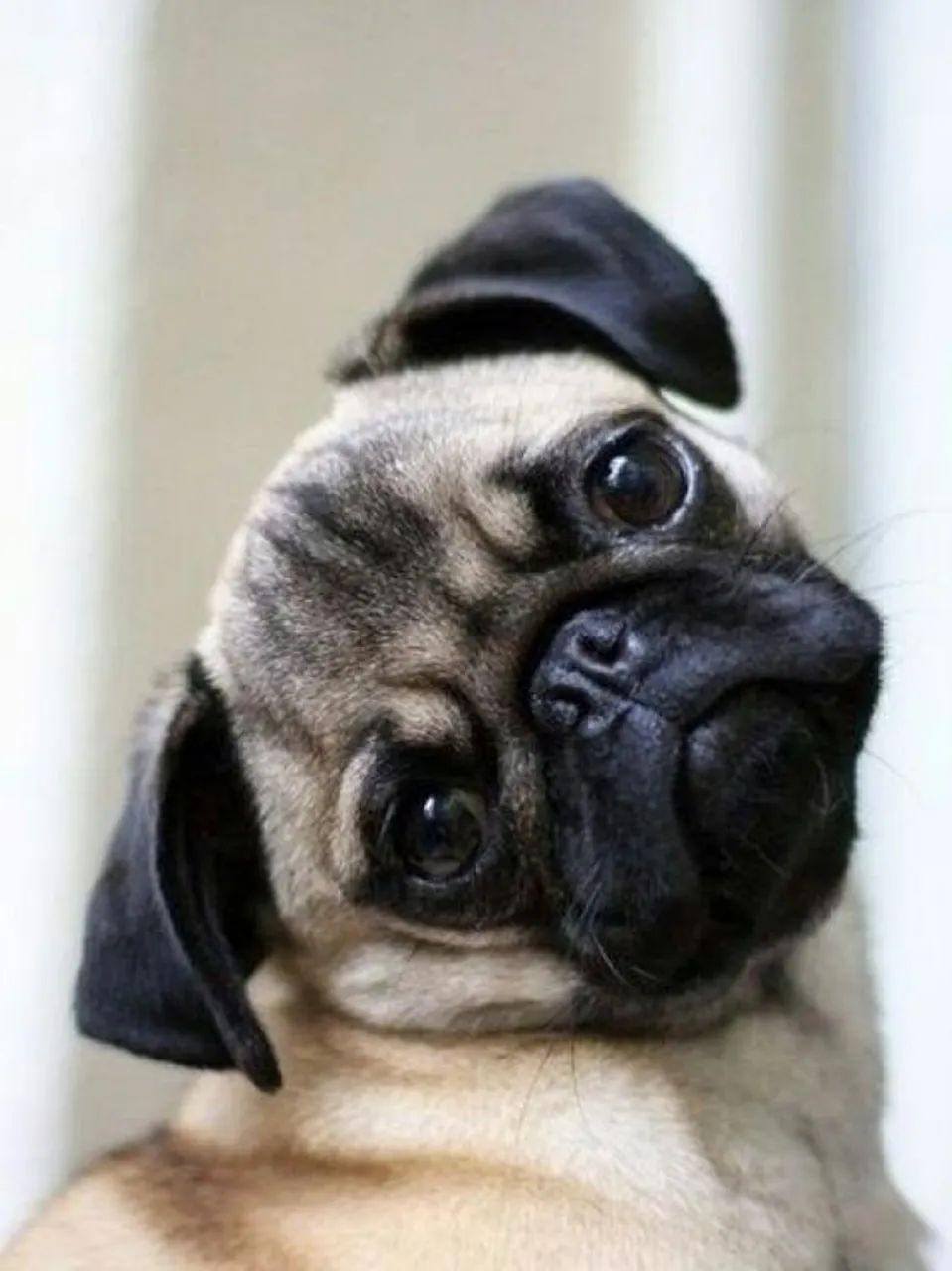 Filhotes Pug Adorável