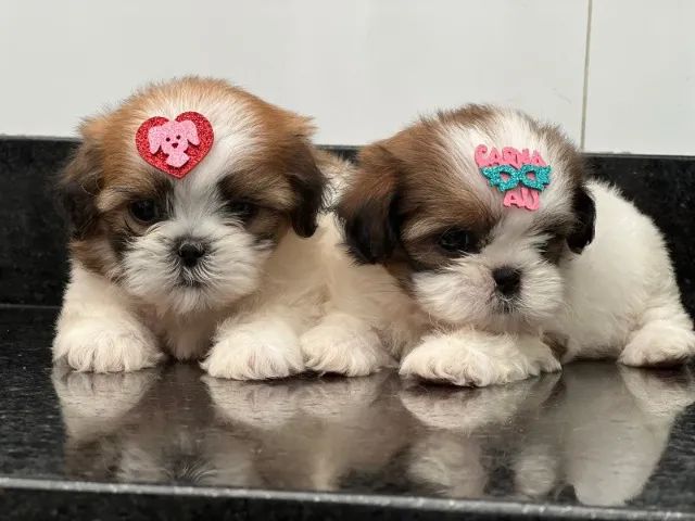 lindos bb de shih femea e macho  - Foto 2