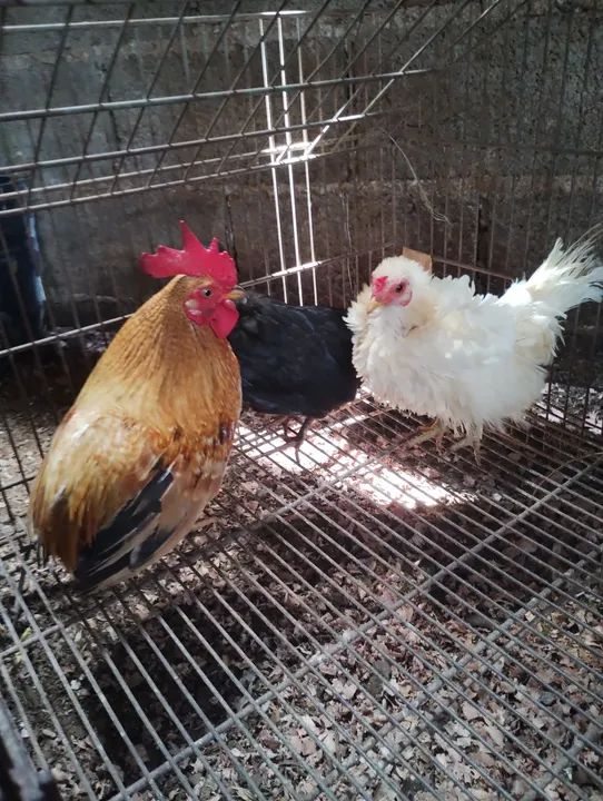 Mini galo suro - Foto 4