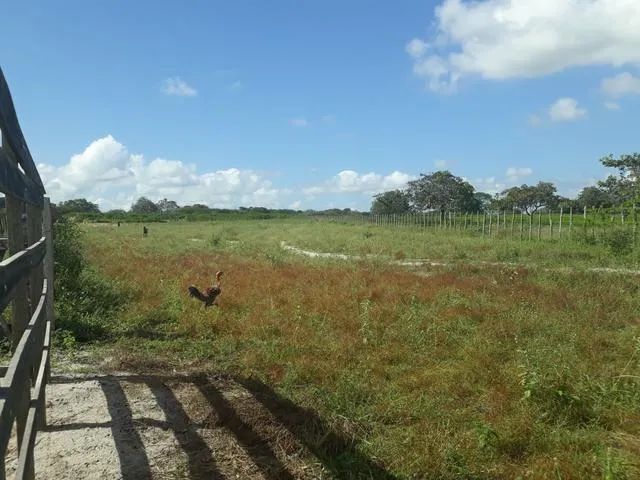 Fazenda com 96 hectares na região vera cruz - Foto 3