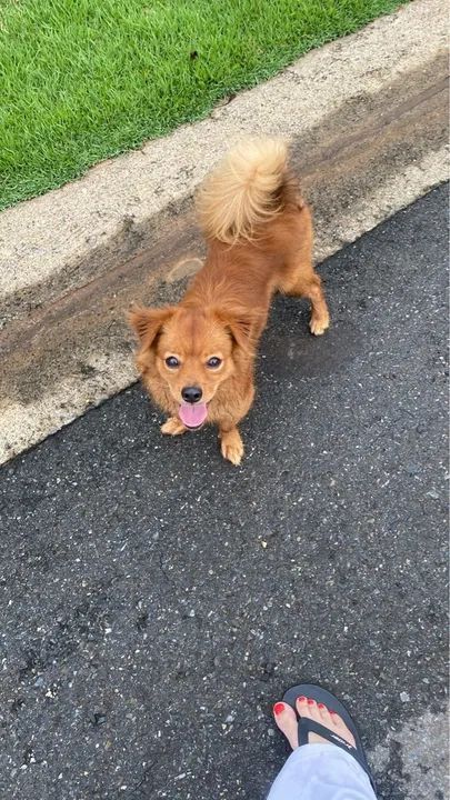 Cachorro Carinhoso para Adoção - Foto 2