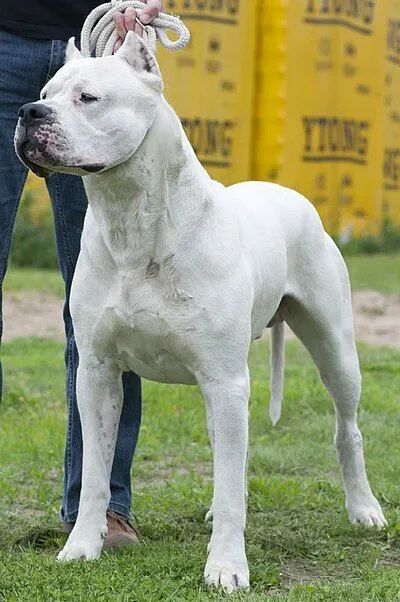 Filhote de Dogo Argentino 