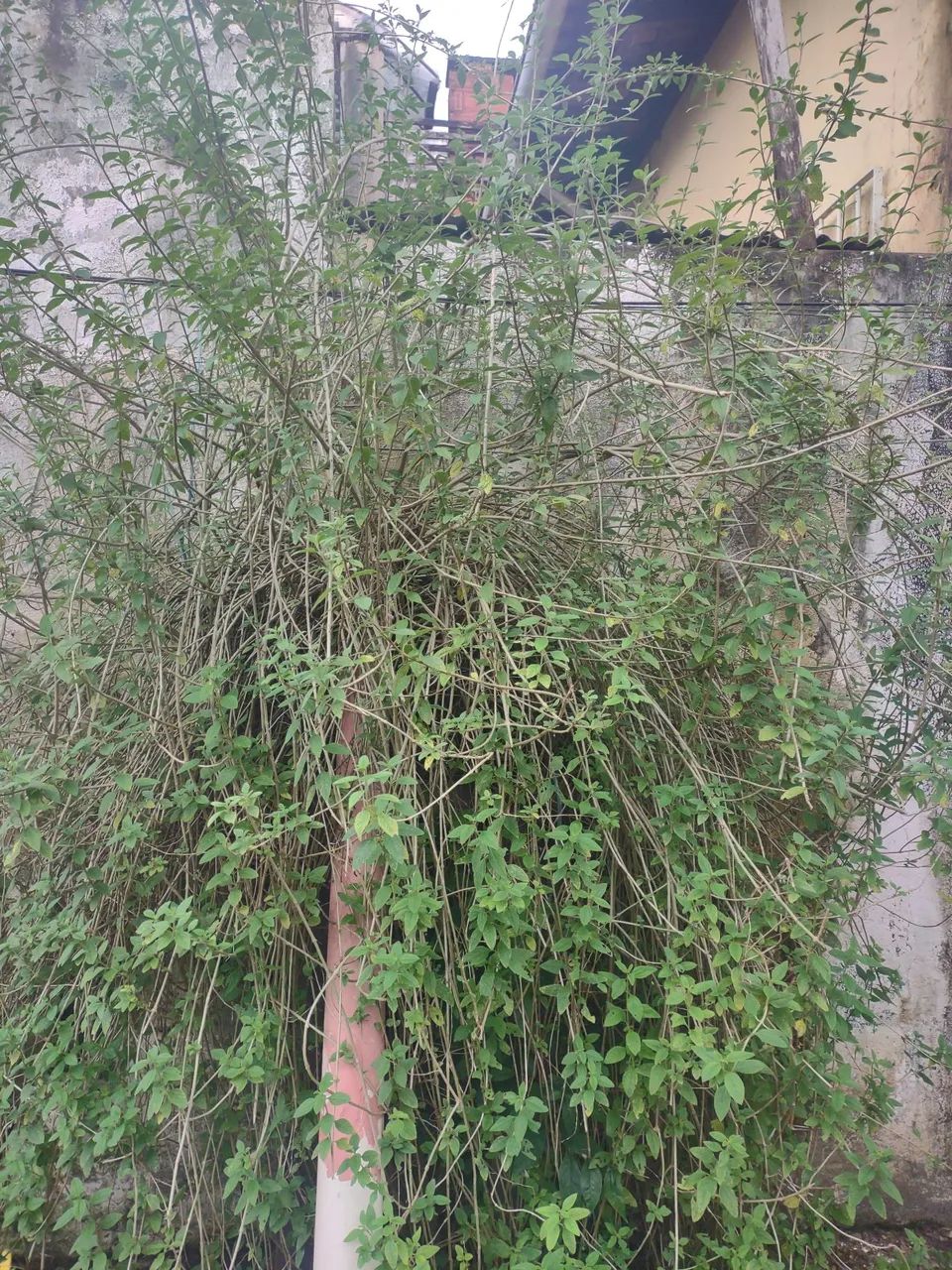 Maços e mudas de cidreira. 5 a 10 reais. - Foto 2