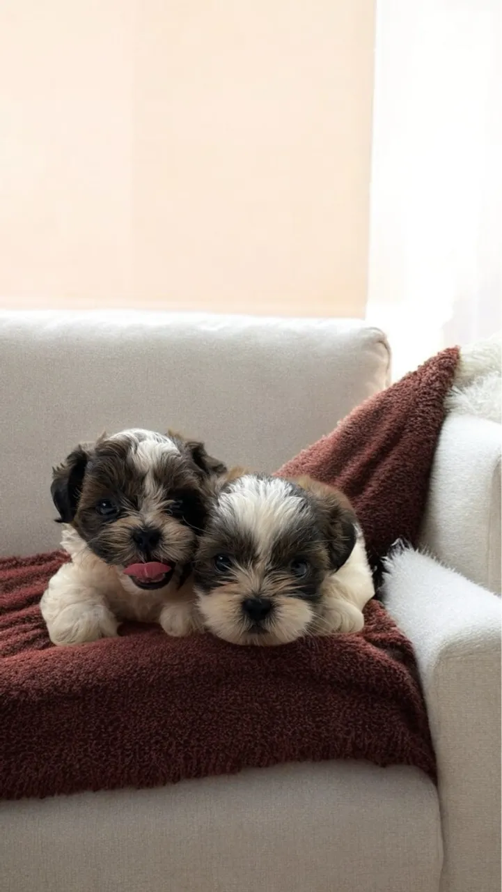 Filhotes Shih Tzu - Lindos e Charmosos!