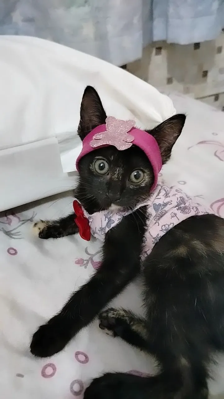 Gatinha charmosa com roupinha e acessórios