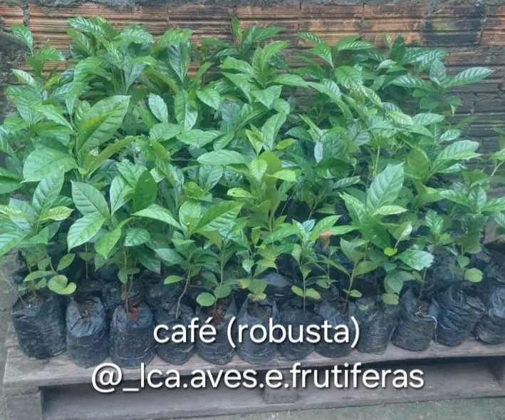 Mudinhas de Café Robusta