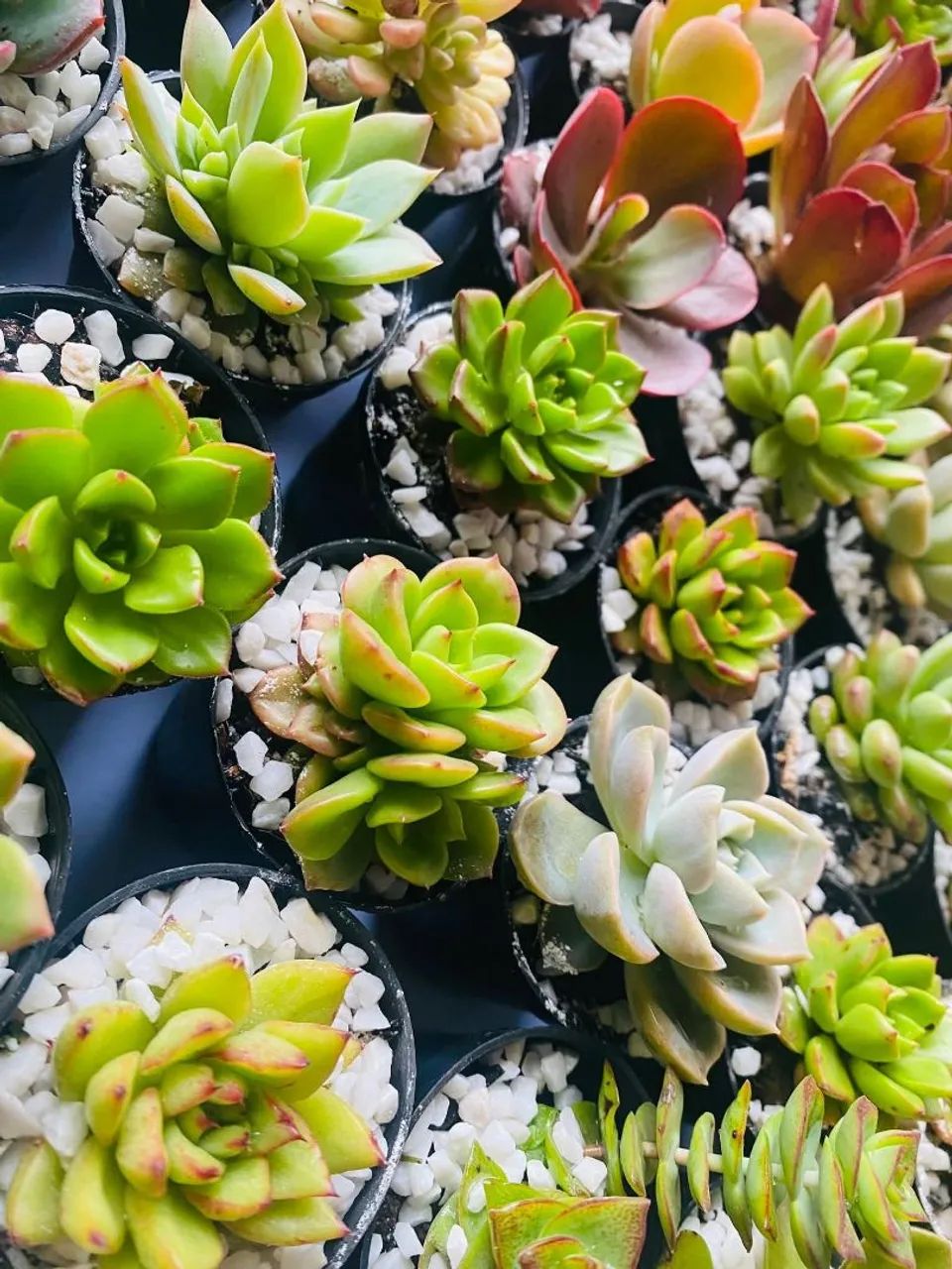 Succulents64294297664643125