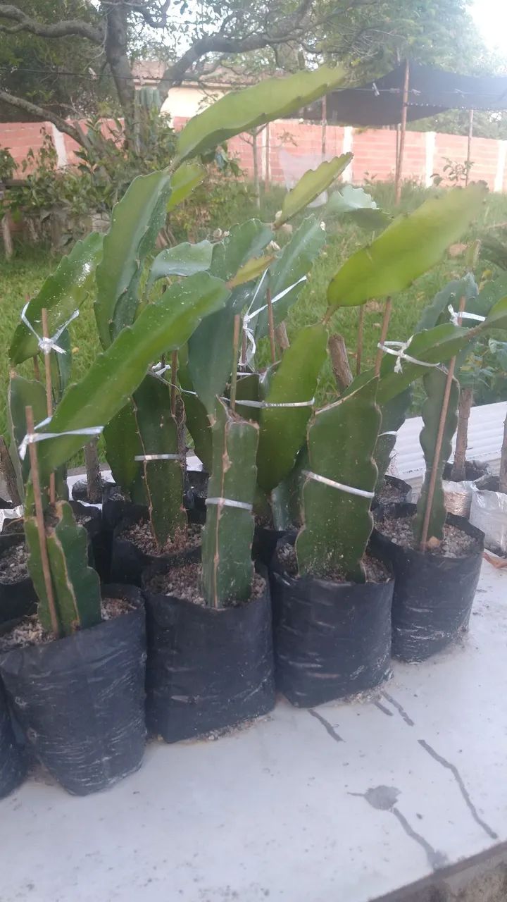 Mudas de Pitaya Vermelha (Não faço entregas) - Foto 3