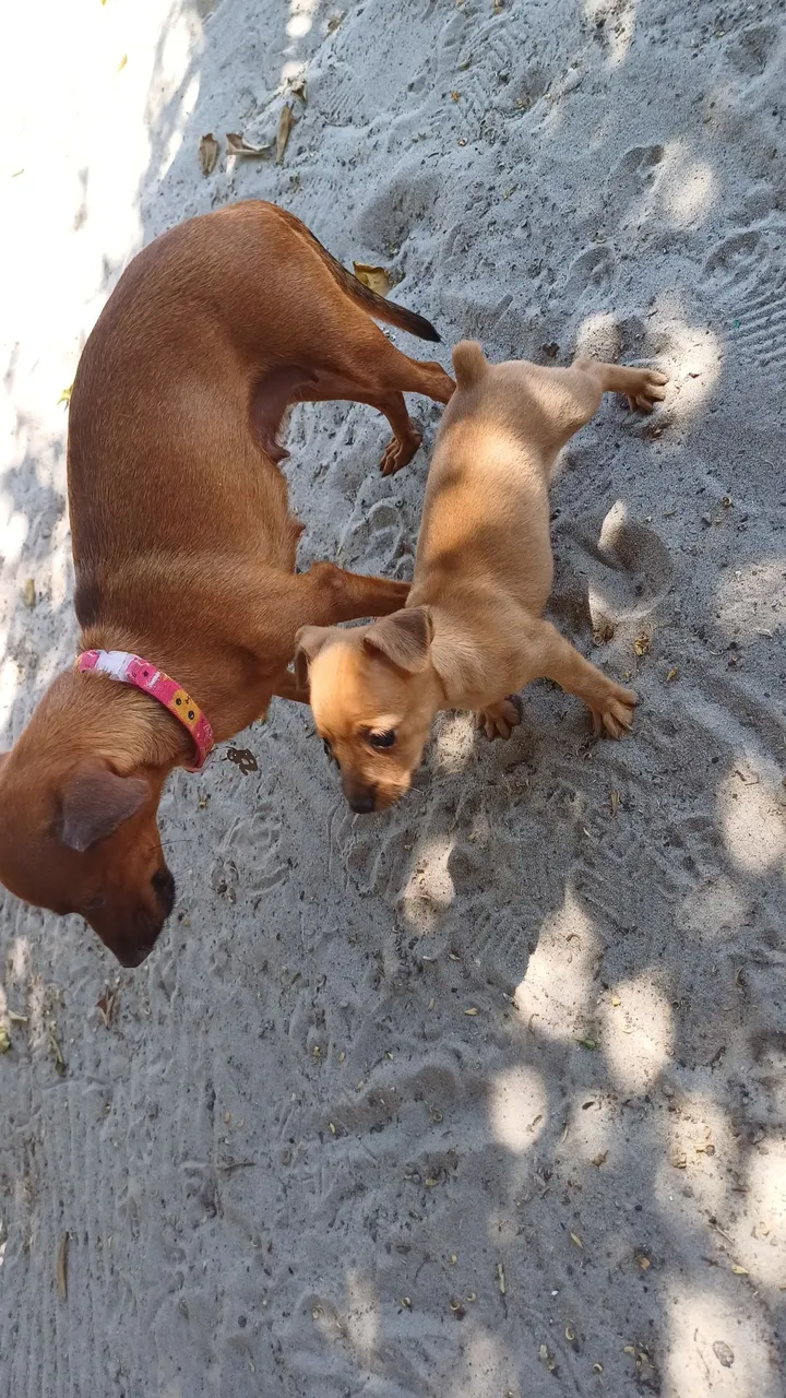 Vendo Pinsher fêmea