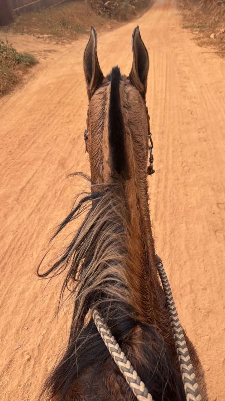 Egua campolina - Foto 2