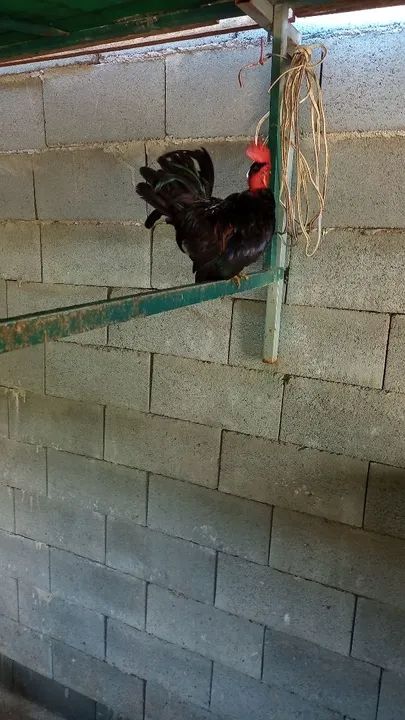 Vendo galinha, frango, ganize  - Foto 5