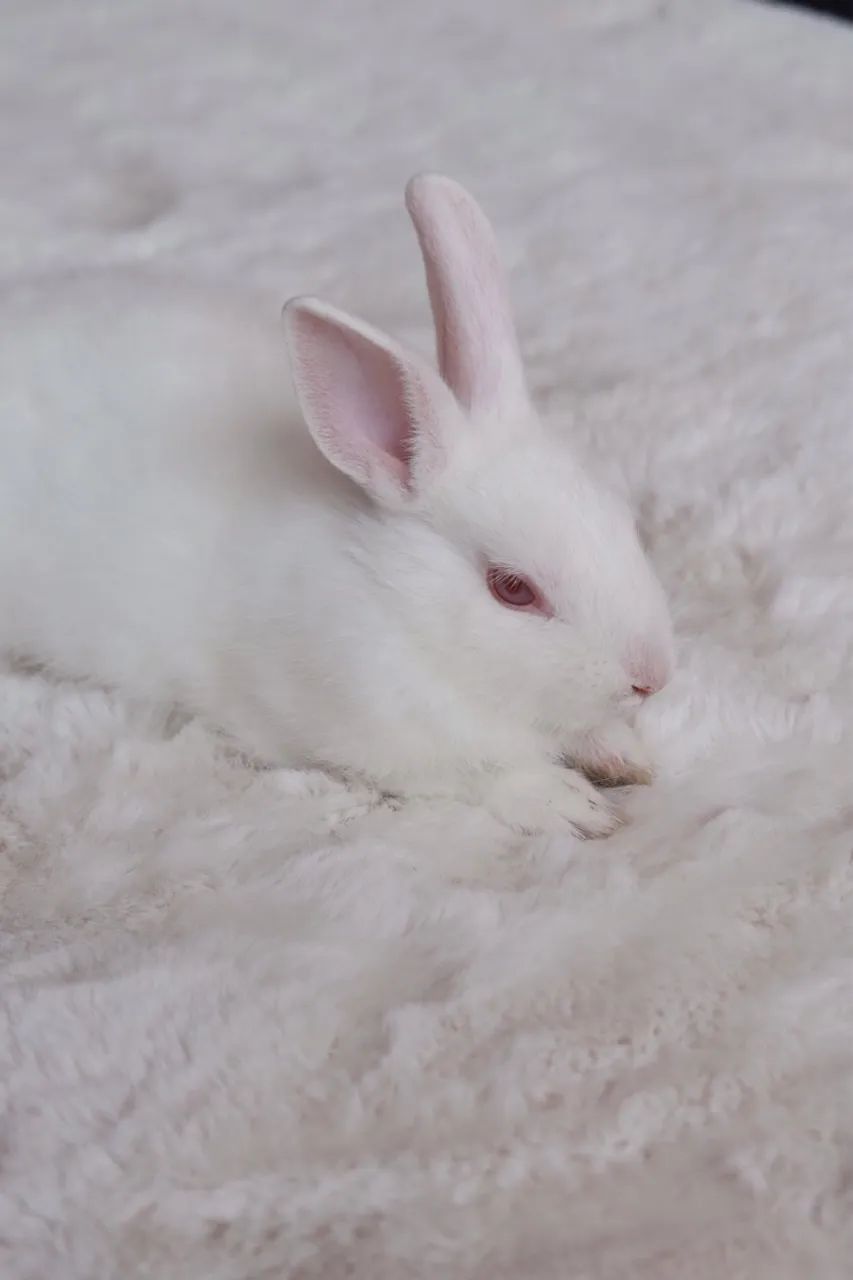 Filhotes de Coelho ? DOAÇÃO RESPONSÁVEL