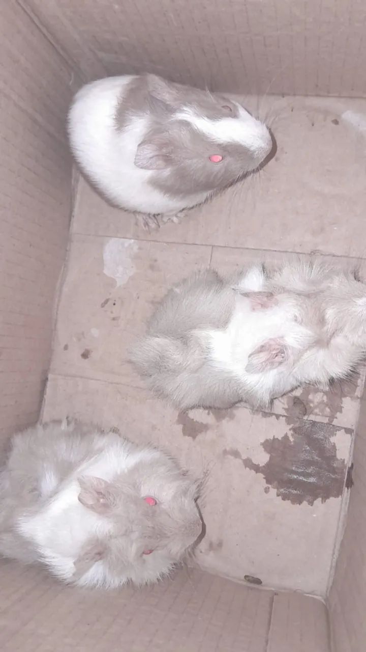 Porquinho da índia 60 cada 