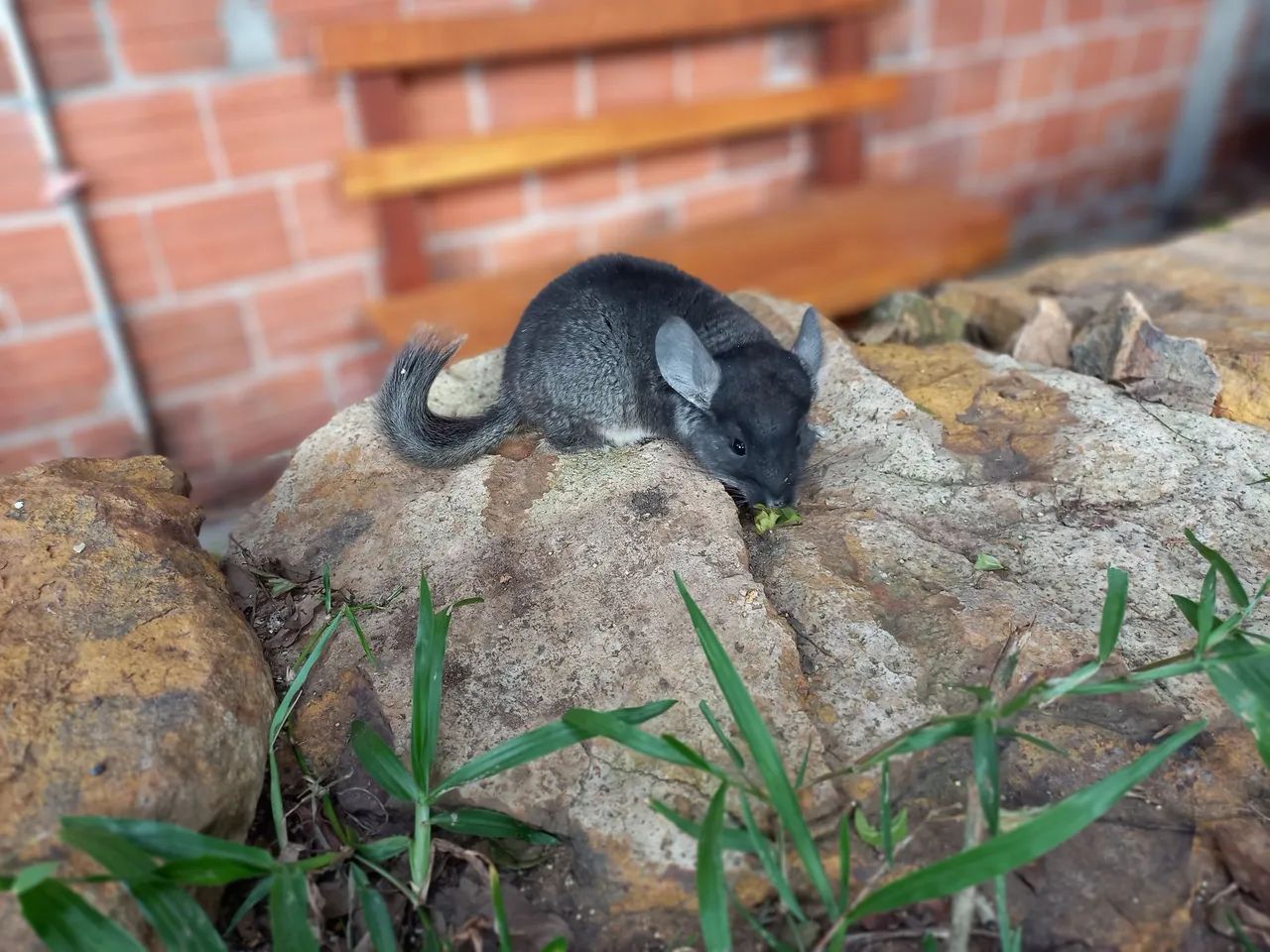 Chinchilas filhotes dóceis para estimação  - Foto 3