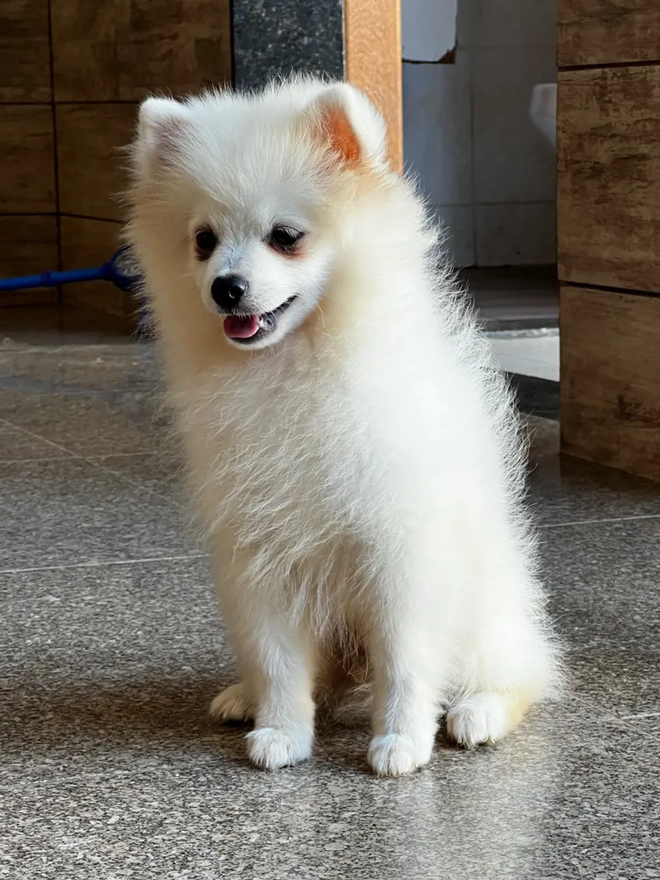 Filhote de Spitz Alemão/Pomerânia - Fofo e Charmoso!