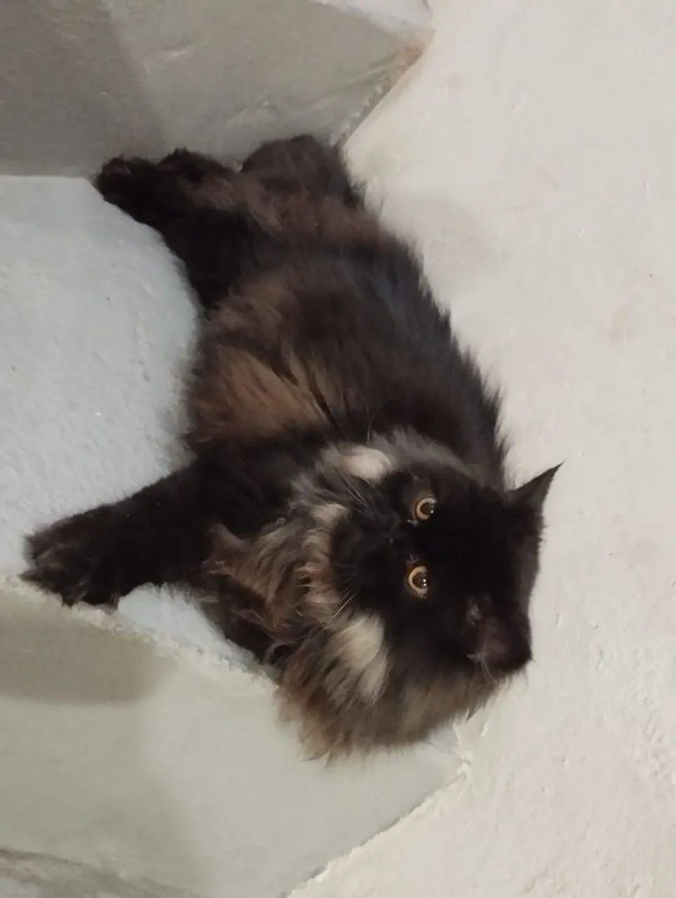 Filhote de persa - Foto 5